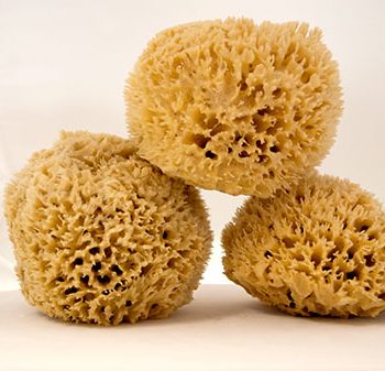 Wool Sponges