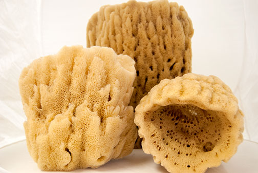 Decorative Sponges